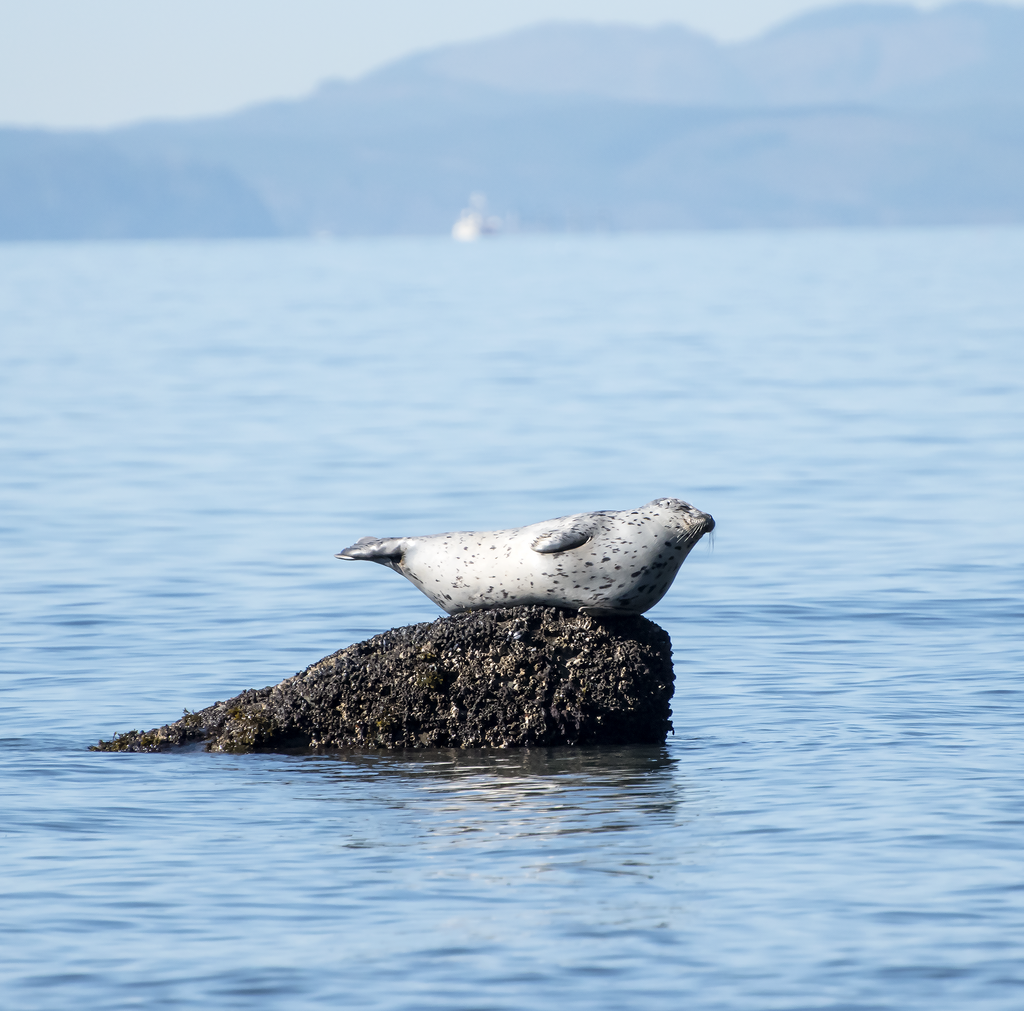 Phoca vitulina (Harbor Seal), California species