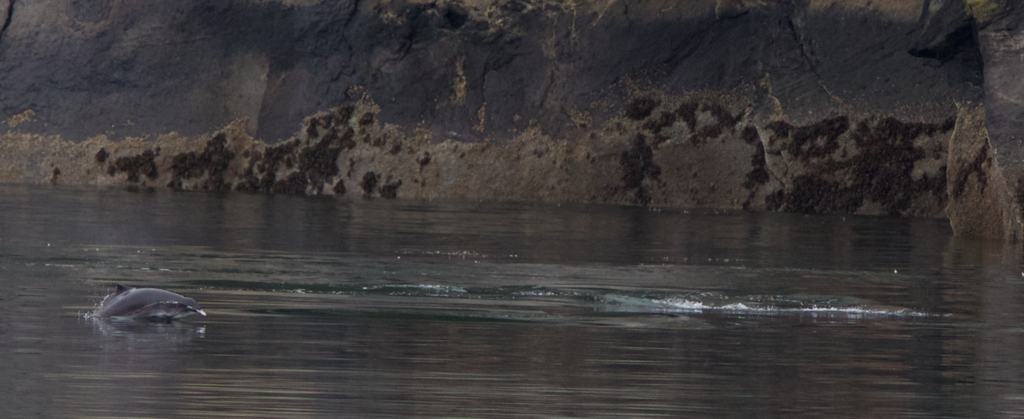 Phocoena phocoena (Harbor Porpoise), California species