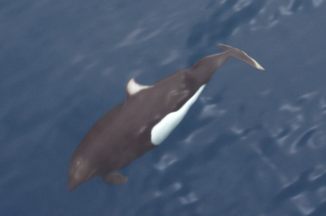Phocoenoides dalli (Dall's Porpoise), California species