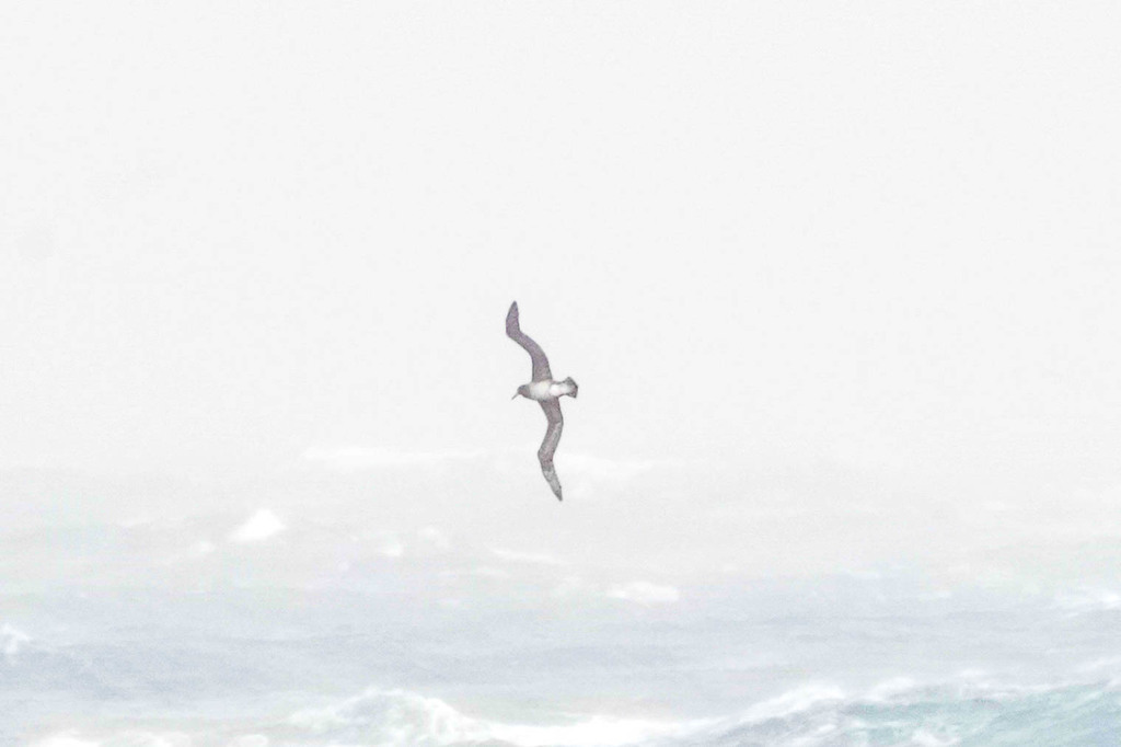 Phoebastria albatrus (Short-tailed albatross), California species