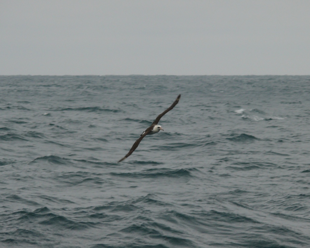 Phoebastria immutabilis (Laysan Albatross), California species