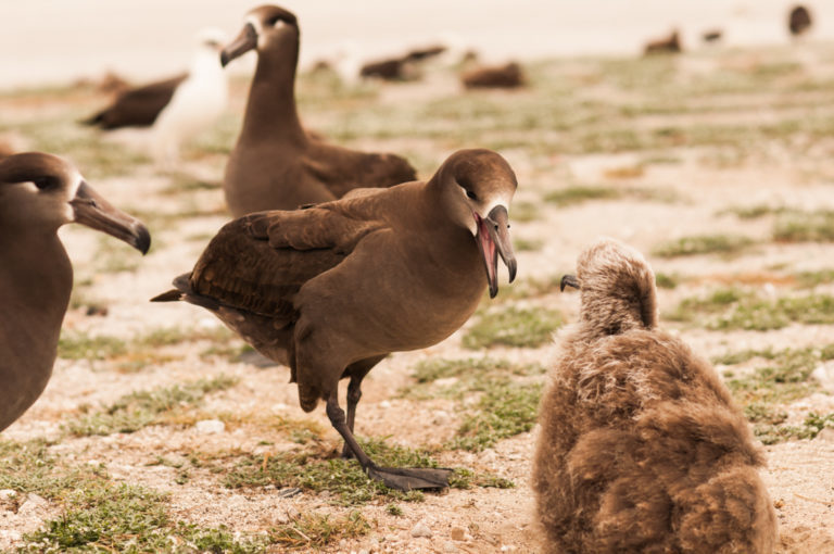 Phoebastria nigripes (Black-footed Albatross), California species