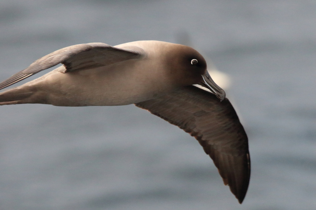 Phoebetria palpebrata (Light-mantled Albatross), California species