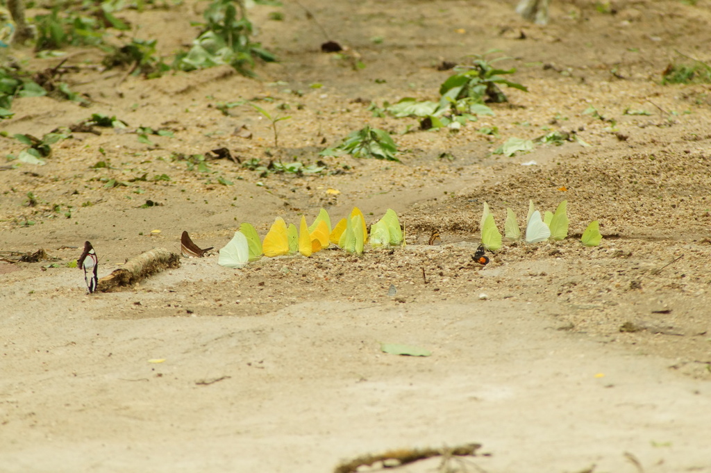 Phoebis agarithe (Large Orange Sulphur), California species