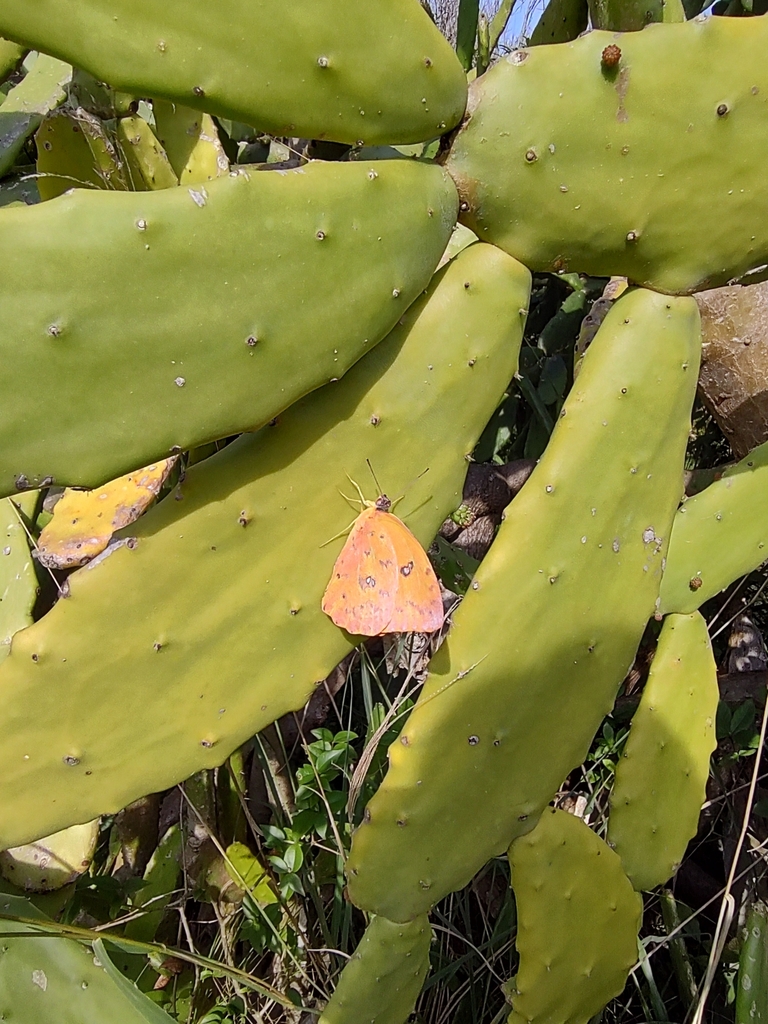 Phoebis philea (Orange-barred Sulphur), California species