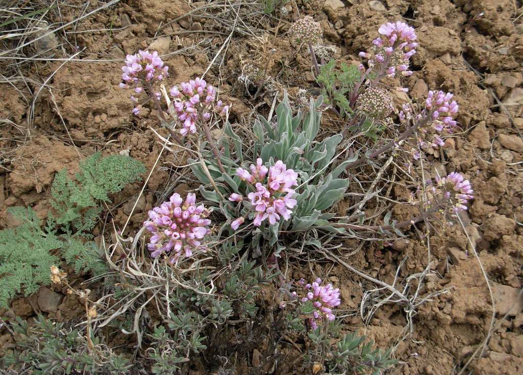 Phoenicaulis cheiranthoides (Common phoenicaulis), native California herb