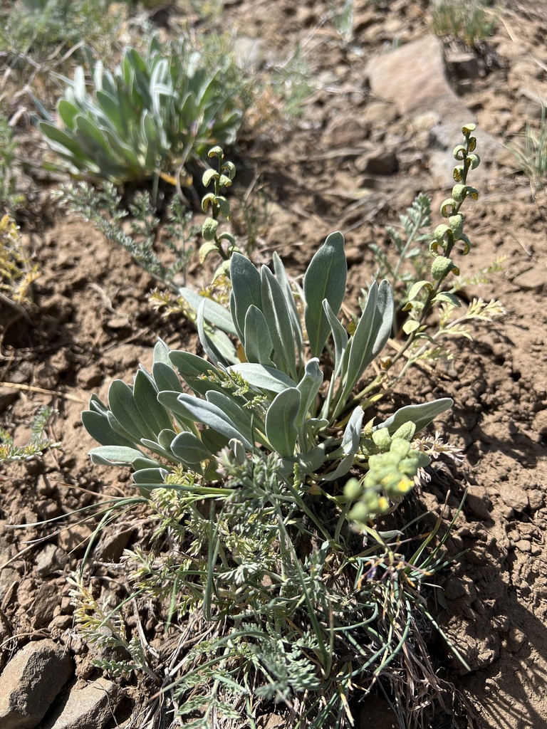 Phoenicaulis sp., native California annual