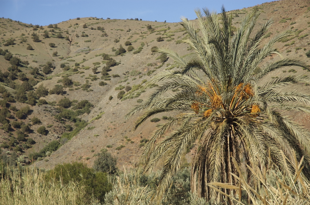Phoenix dactylifera (Date palm), non-native California shrub