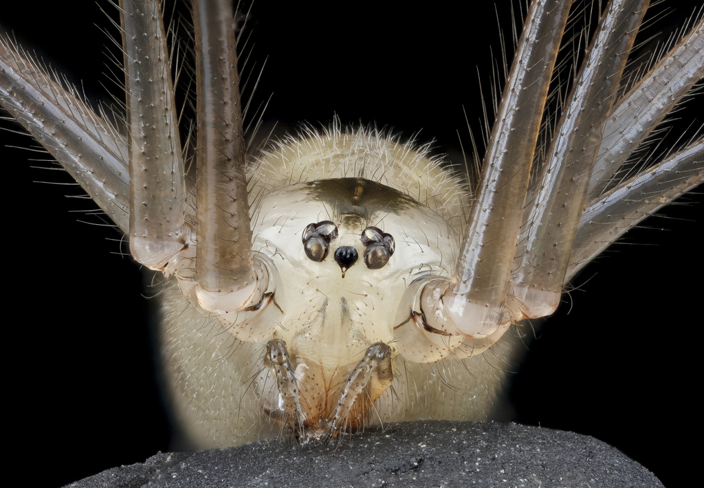 Pholcus phalangioides (Long-bodied Cellar Spider), California species