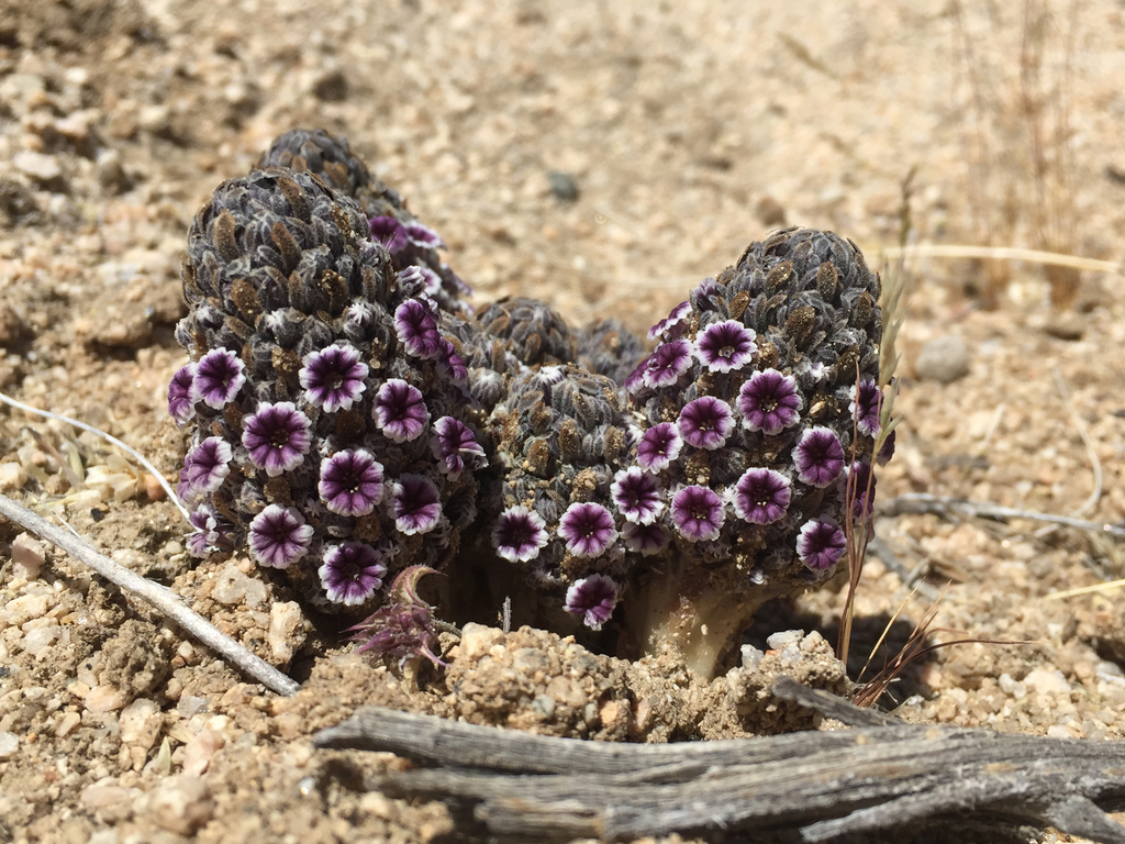 Pholisma arenarium (Desert christmas tree), native California herb