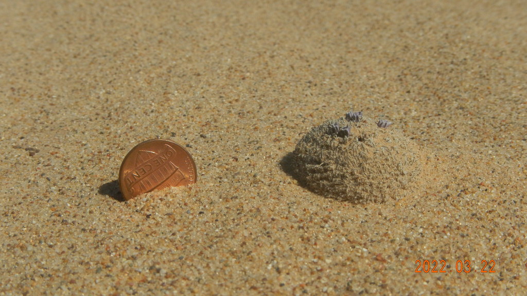 Pholisma sonorae (Sand food), native California herb