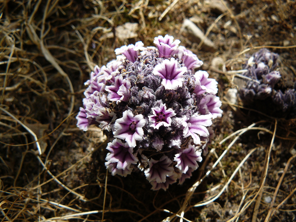 Pholisma sp., native California perennial