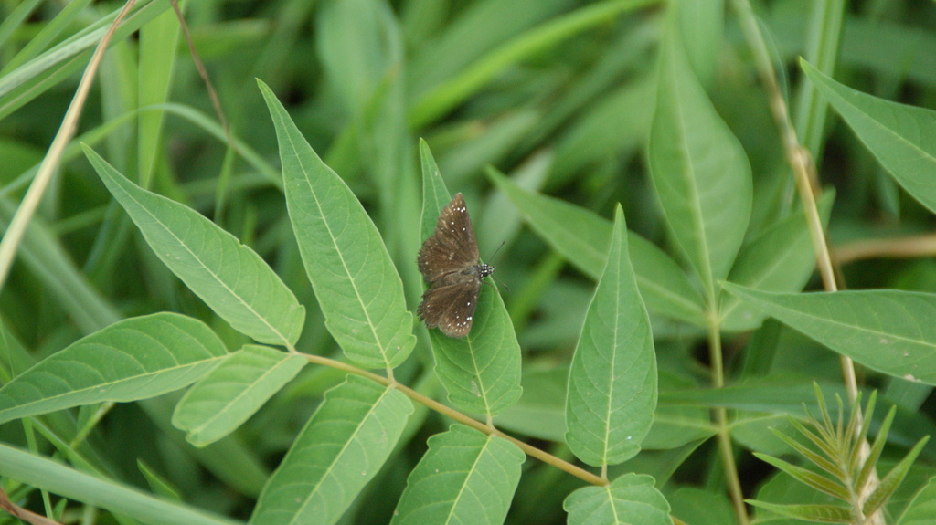 Pholisora catullus (Common Sootywing), California species