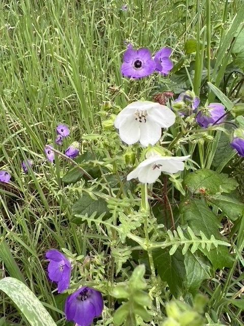 Pholistoma auritum var. arizonicum (Arizona pholistoma), native California vine