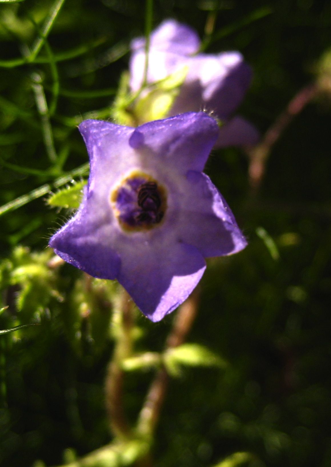 Pholistoma auritum (Blue fiestaflower), native California vine