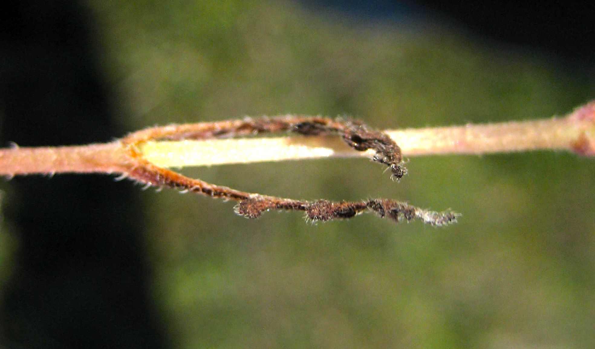 Pholistoma auritum — parent species of Pholistoma auritum var. auritum