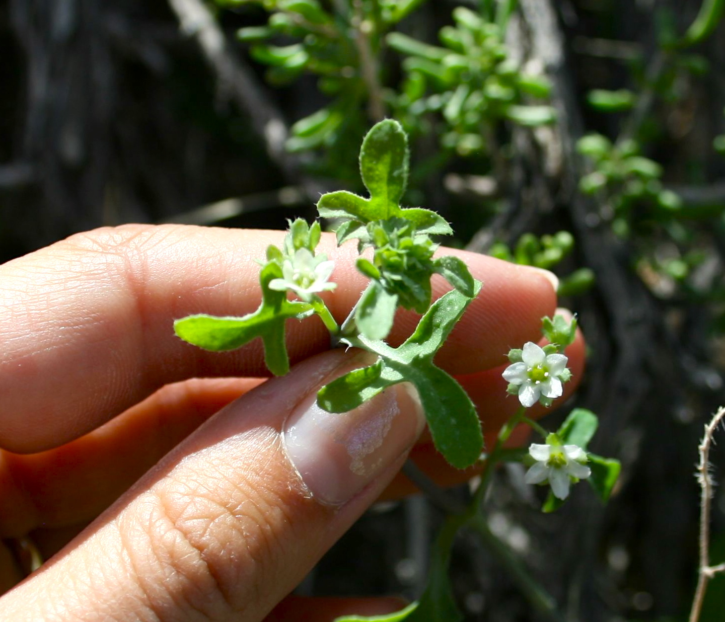 Pholistoma membranaceum (White fiesta flower), native California herb