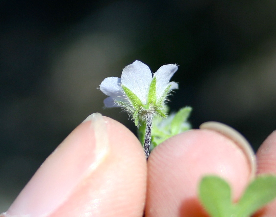 Pholistoma racemosum (Racemed fiestaflower), native California herb