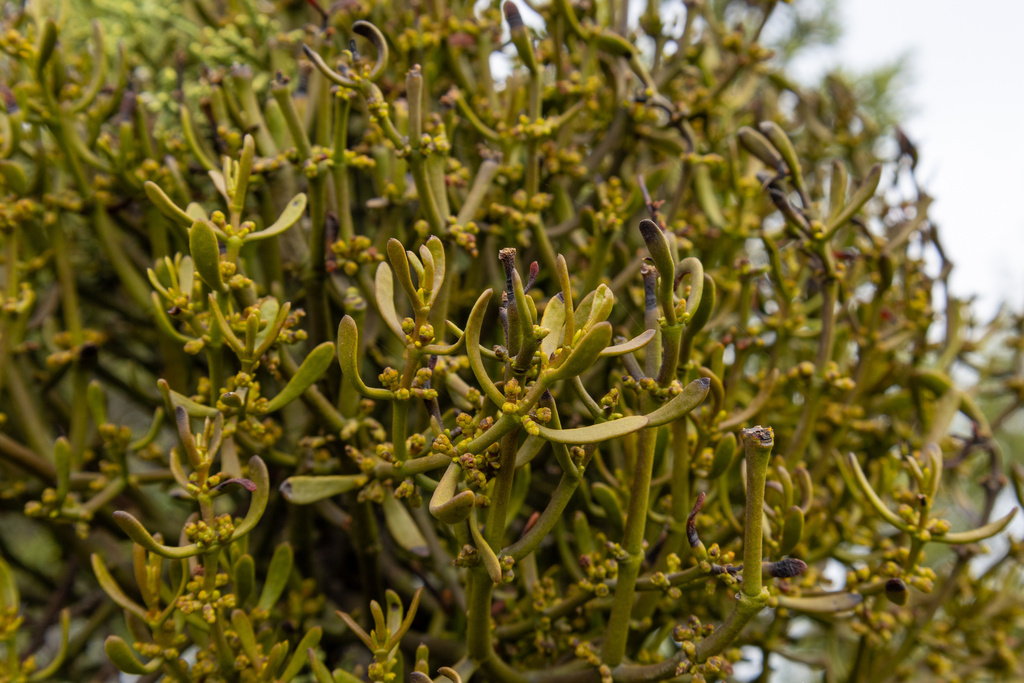 Phoradendron bolleanum (Bollean mistletoe), native California shrub