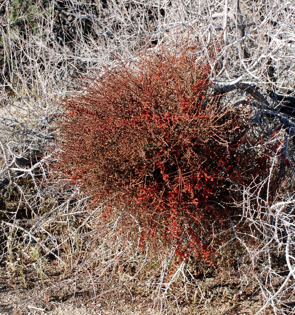 Phoradendron californicum (Desert mistletoe), native California shrub