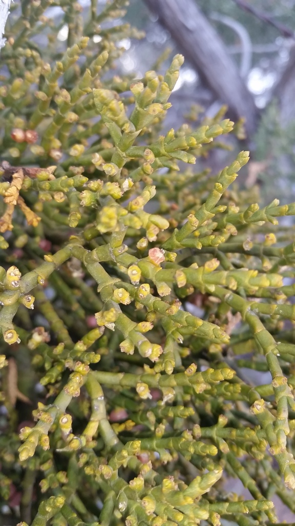Phoradendron juniperinum (Juniper or incense cedar mistletoe), native California shrub