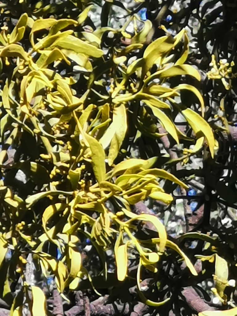 Phoradendron leucarpum subsp. macrophyllum, native California perennial