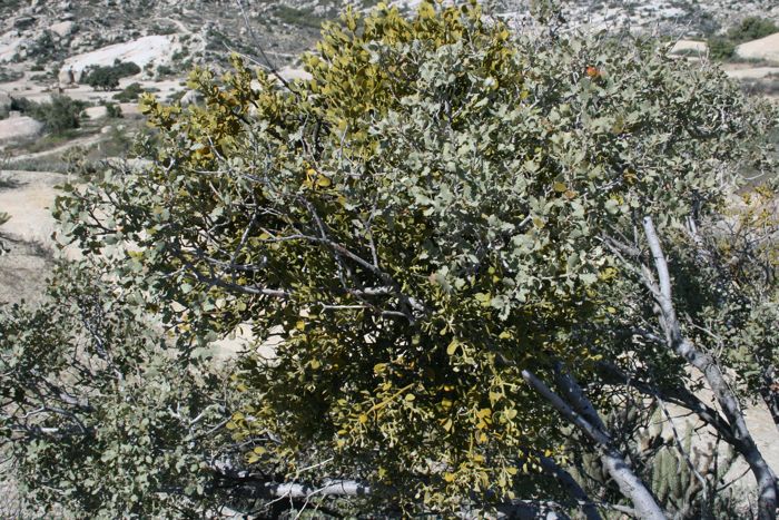 Phoradendron leucarpum subsp. tomentosum, native California perennial