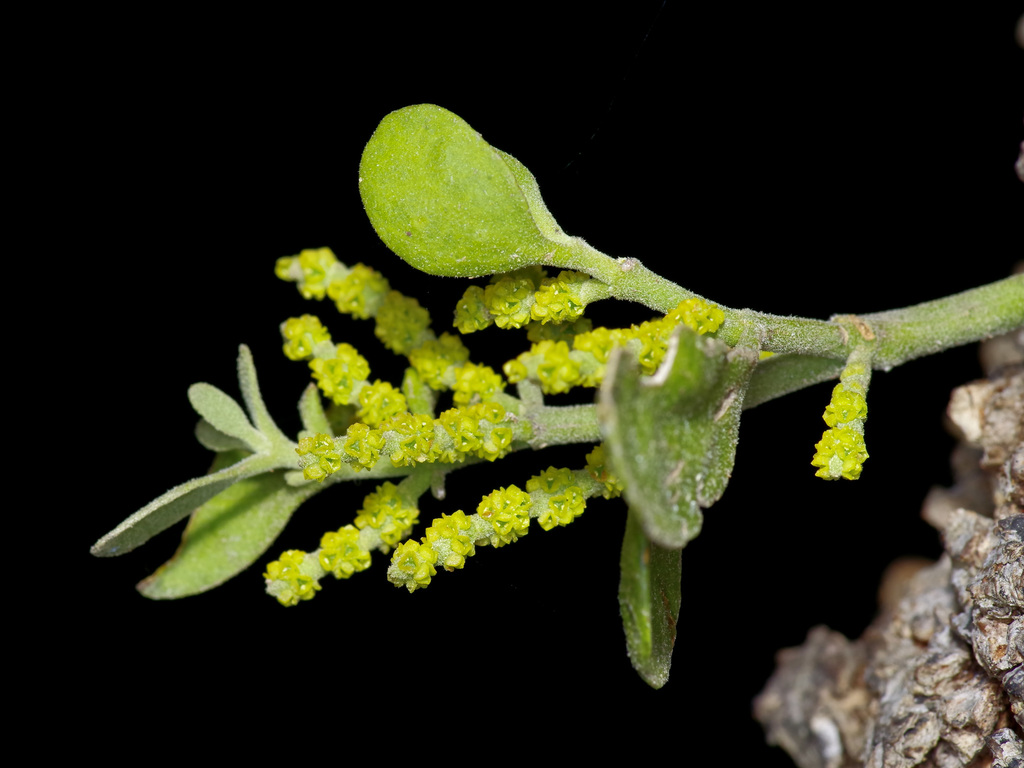 Phoradendron sp. (Mistletoe), native California perennial