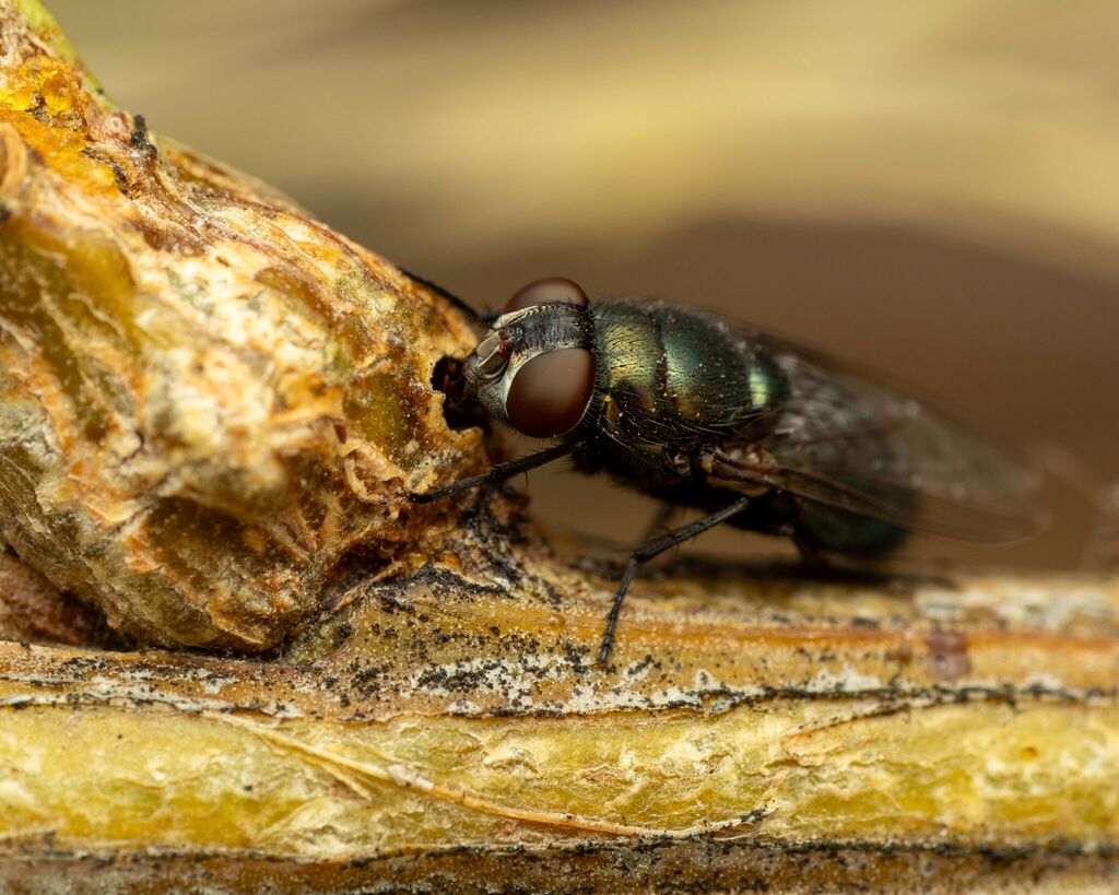 Phormia regina (Black Blow Fly), California species
