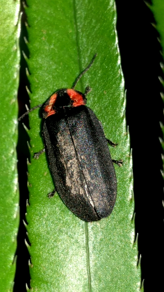 Photinus californicus (California Glowworm), California species
