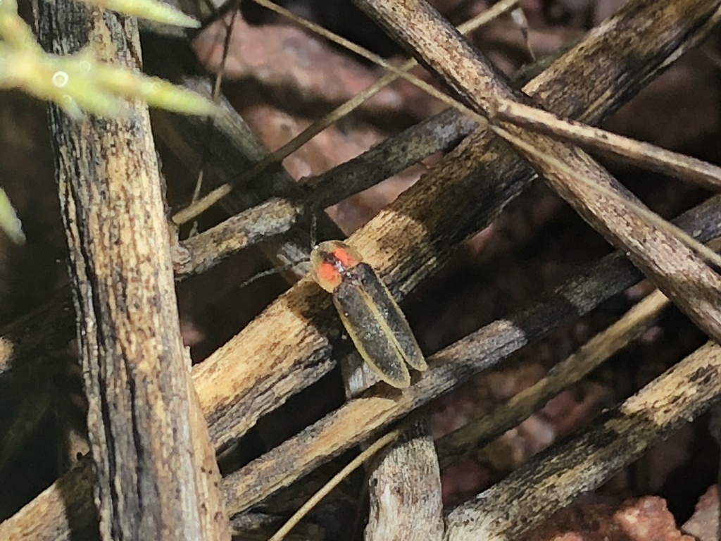 Photinus knulli (Southwest synchronous firefly), California species