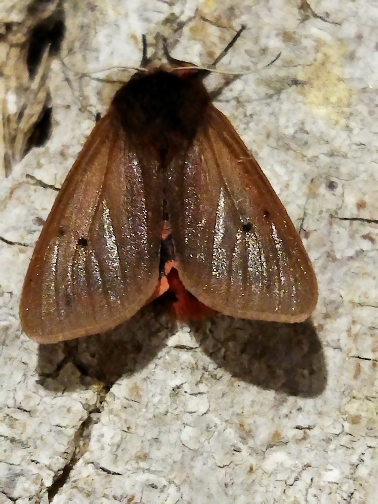 Phragmatobia fuliginosa (Ruby Tiger Moth), California species