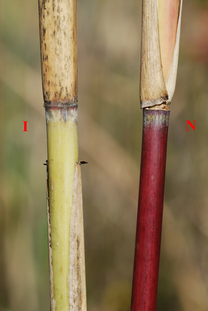 Phragmites australis (Common reed), native California shrub