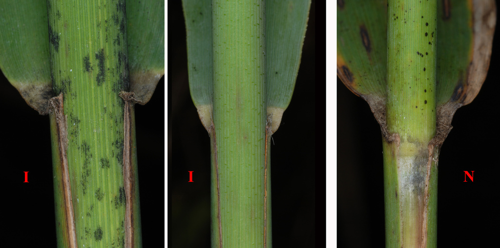 Phragmites sp. (Common reed), native California perennial