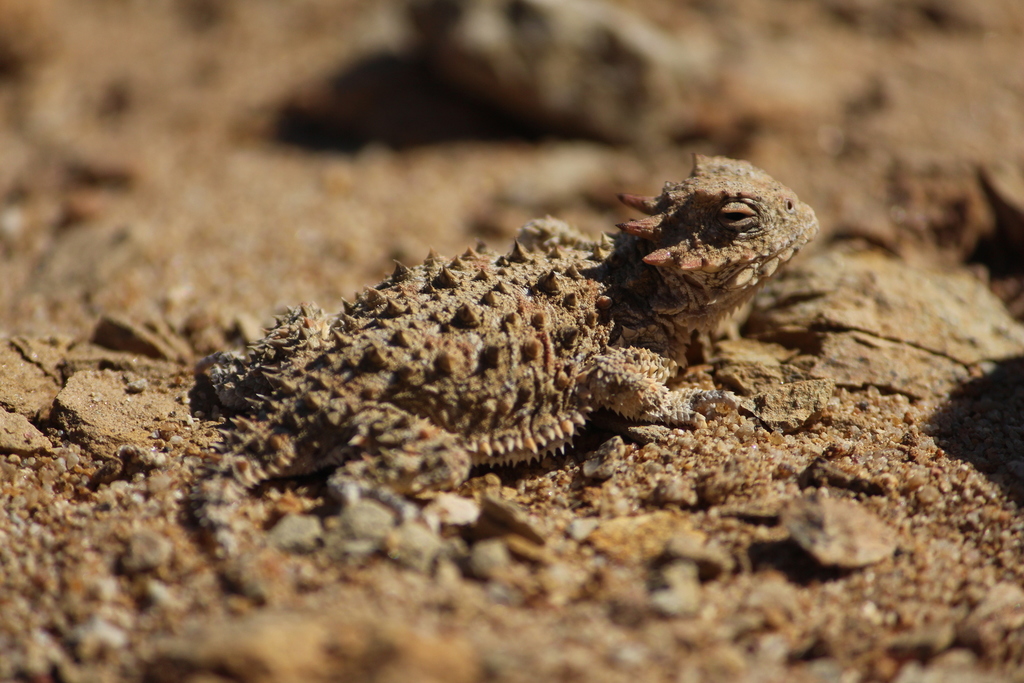 Phrynosoma blainvillii (Coast Horned Lizard), California species