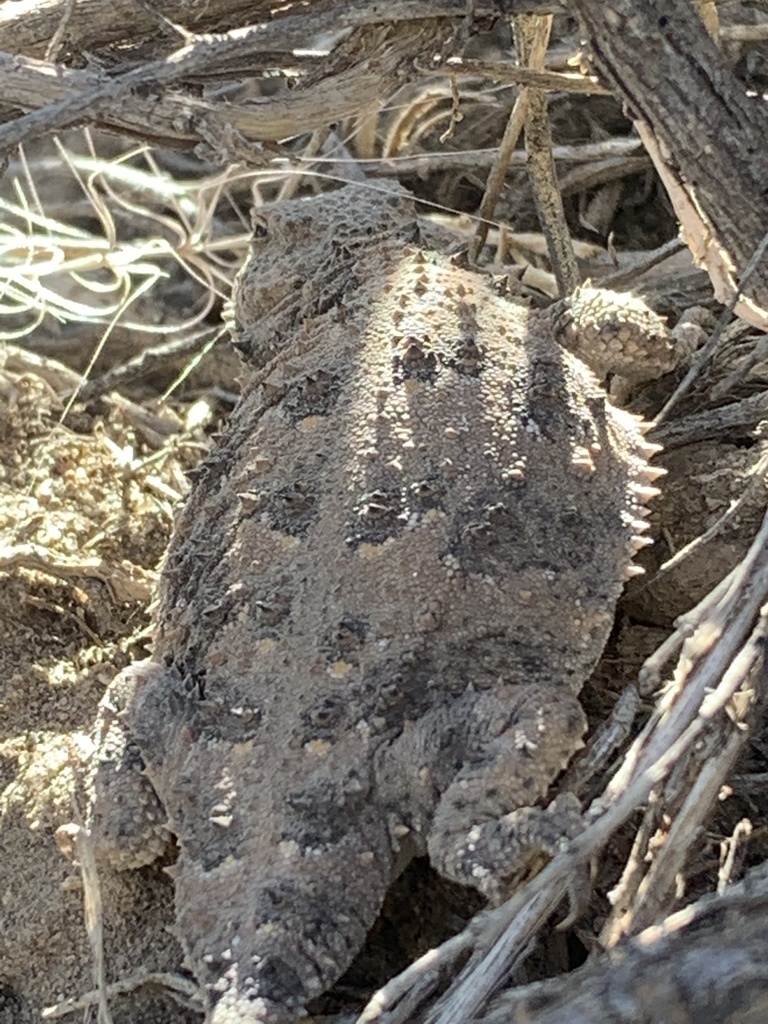 Phrynosoma douglasii (Pygmy Short-Horned Lizard), California species