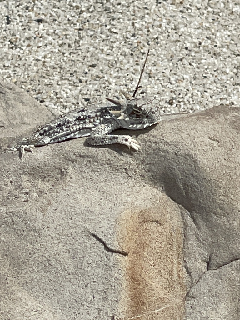 Phrynosoma mcallii (Flat-tailed Horned Lizard), California species