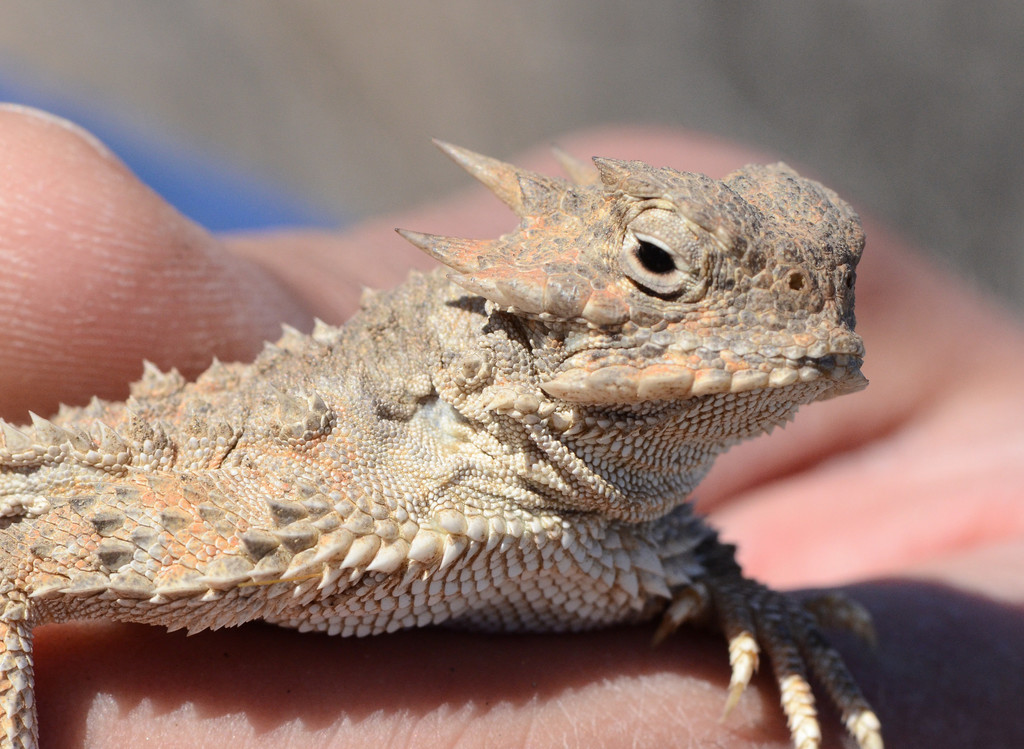 Phrynosoma platyrhinos (Desert Horned Lizard), California species