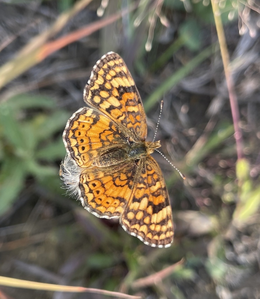 Phyciodes mylitta (Mylitta Crescent), California species