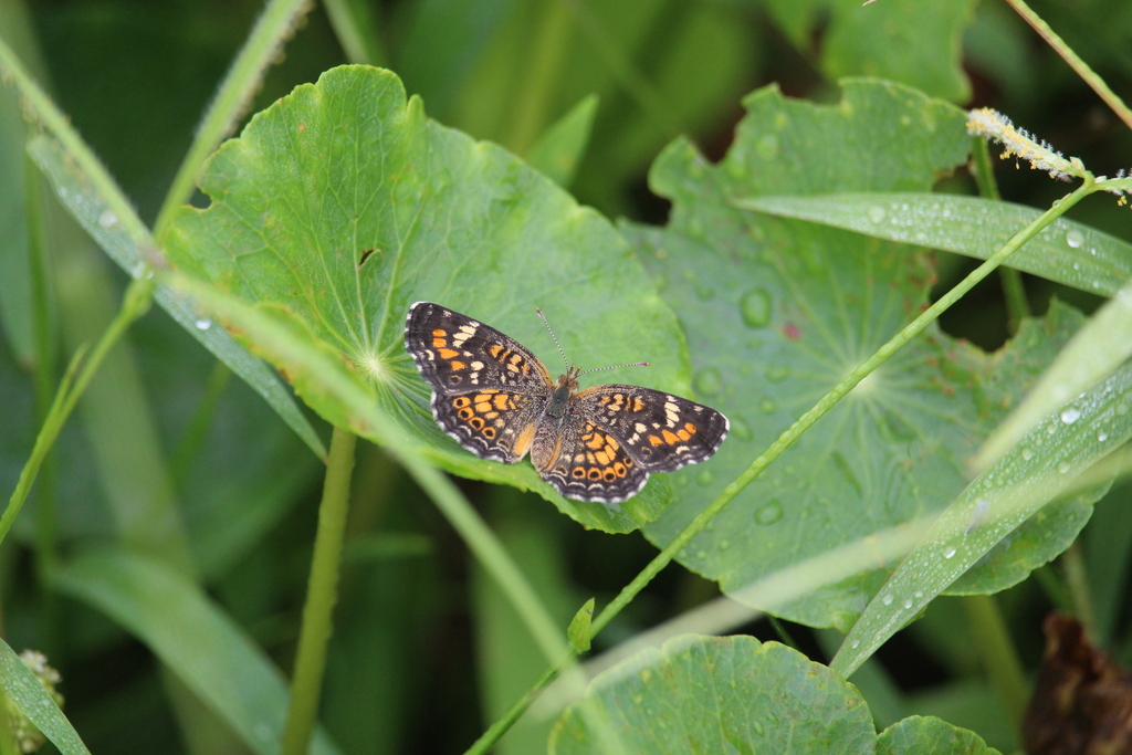 Phyciodes phaon (Phaon Crescent), California species