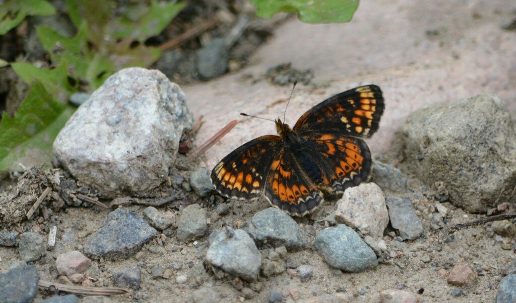 Phyciodes pulchella (Field Crescent), California species