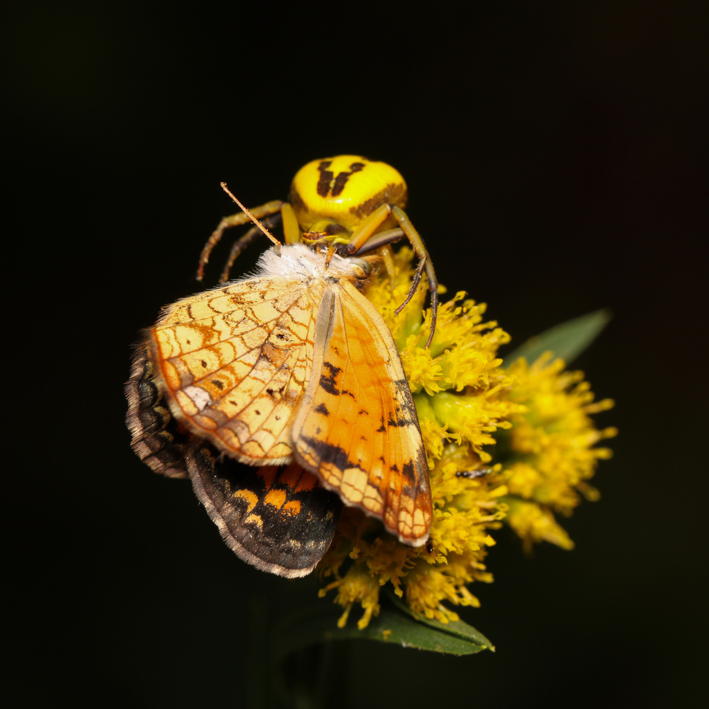 Phyciodes tharos (Pearl Crescent), California species