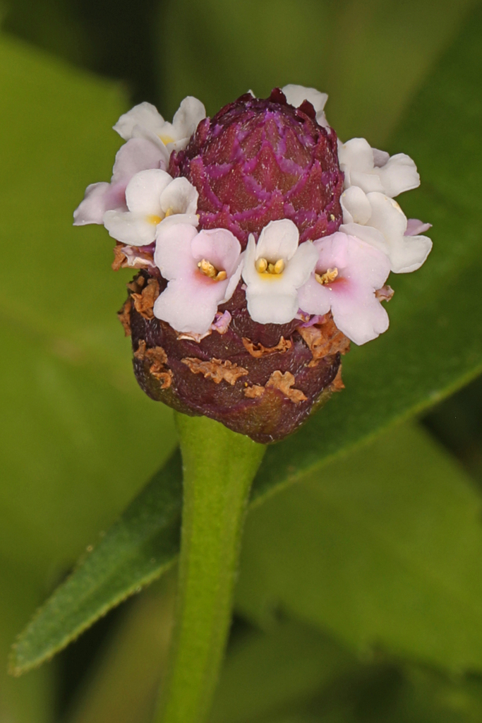 Phyla lanceolata (Lance leaf lippia), native California herb