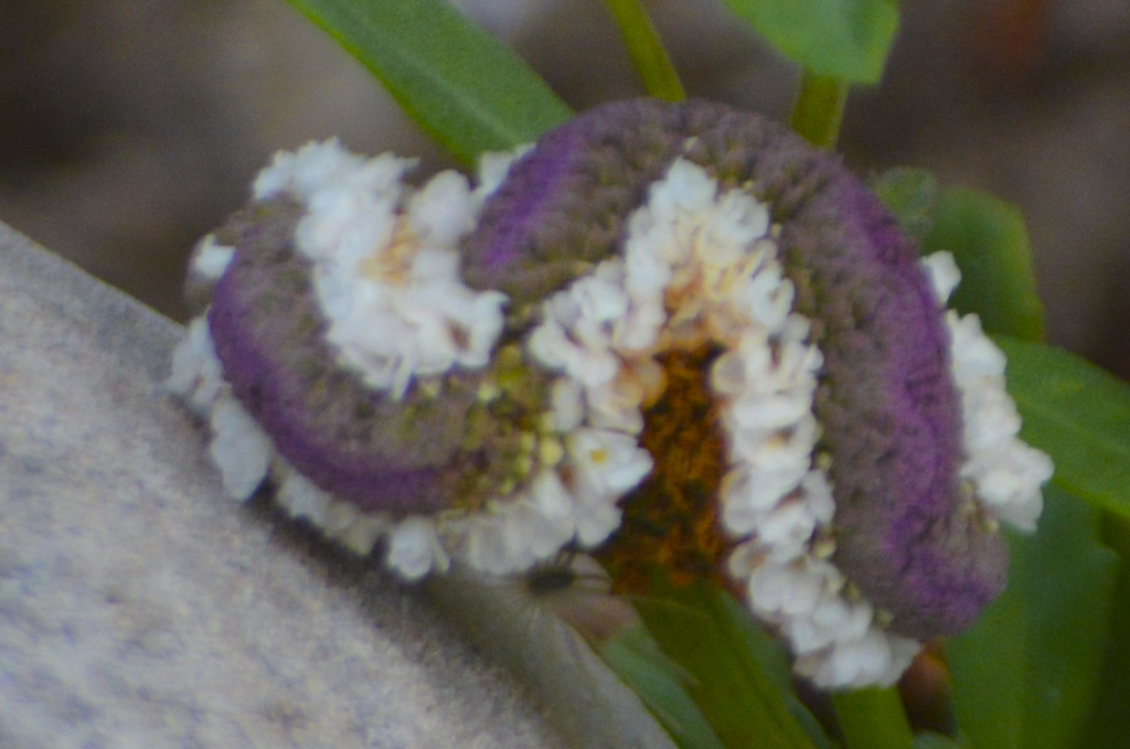 Phyla nodiflora (Common lippia), native California herb