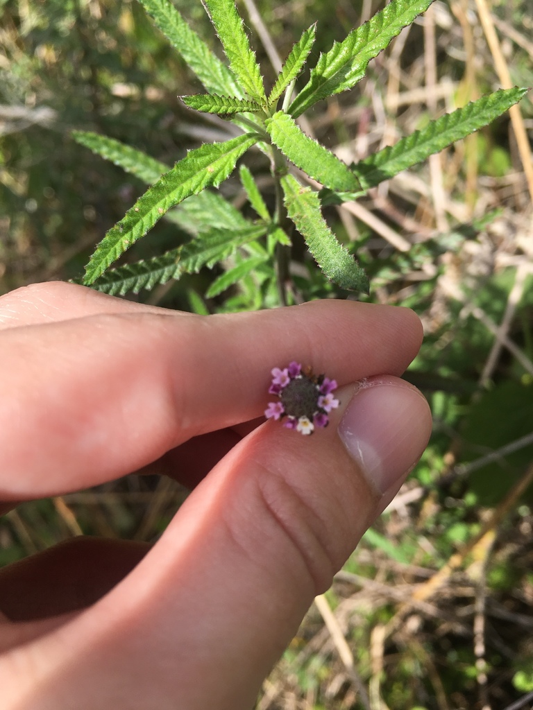 Phyla sp., native California perennial