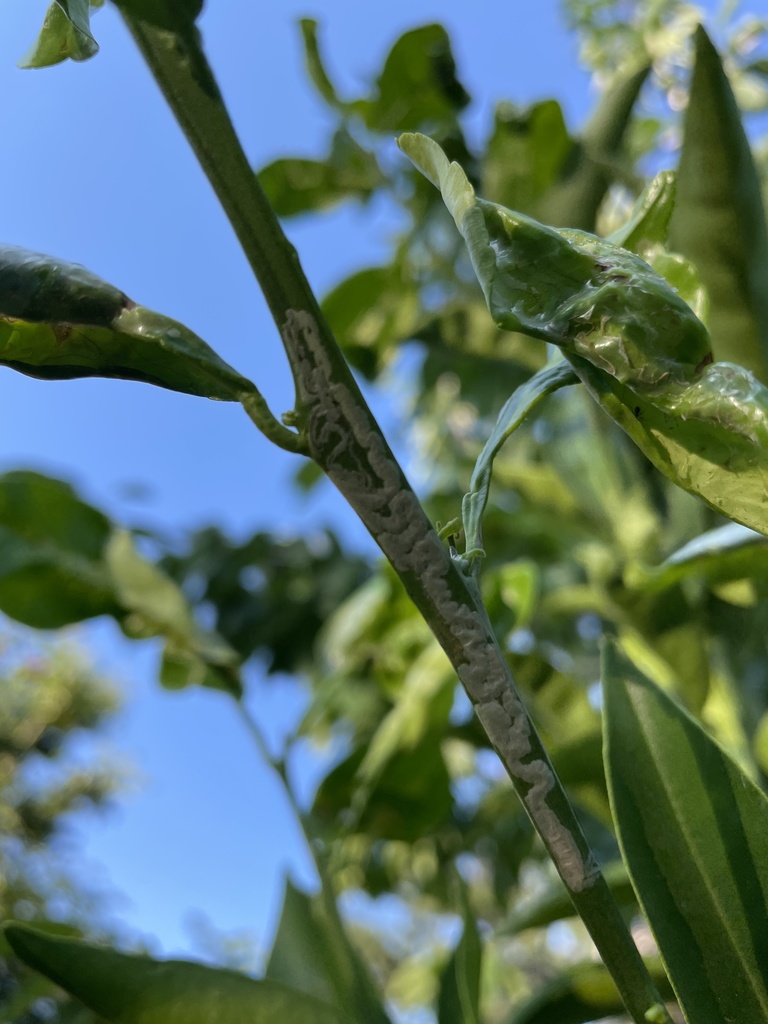 Phyllocnistis citrella (Citrus Leafminer), California species