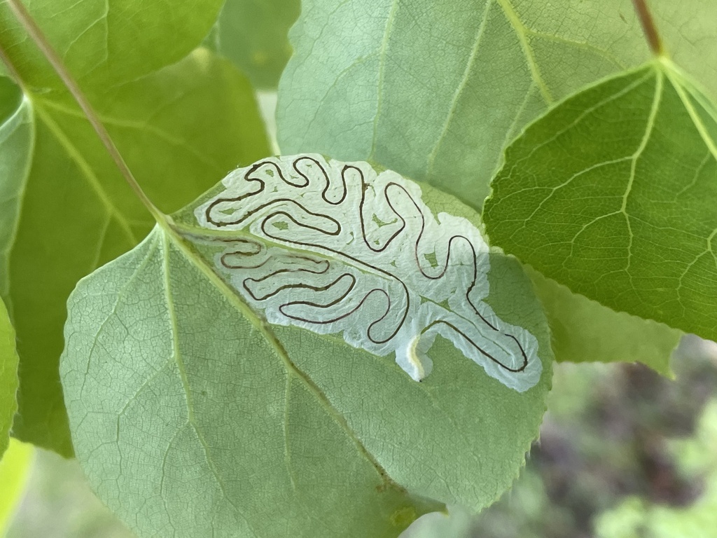 Phyllocnistis populiella (Aspen Serpentine Leafminer Moth), California species