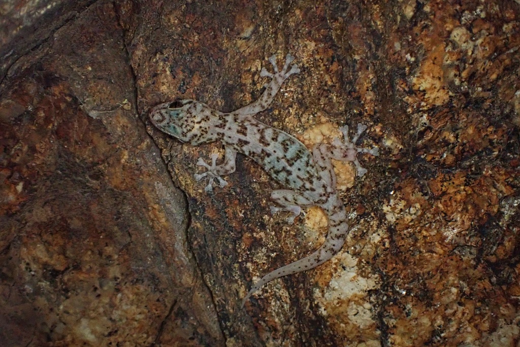 Phyllodactylus nocticolus (Peninsula Leaf-Toed Gecko), California species