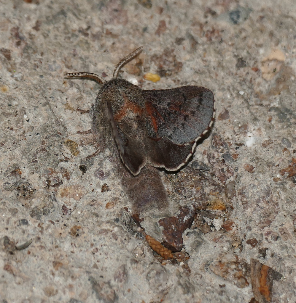 Phyllodesma americana (American Lappet Moth), California species