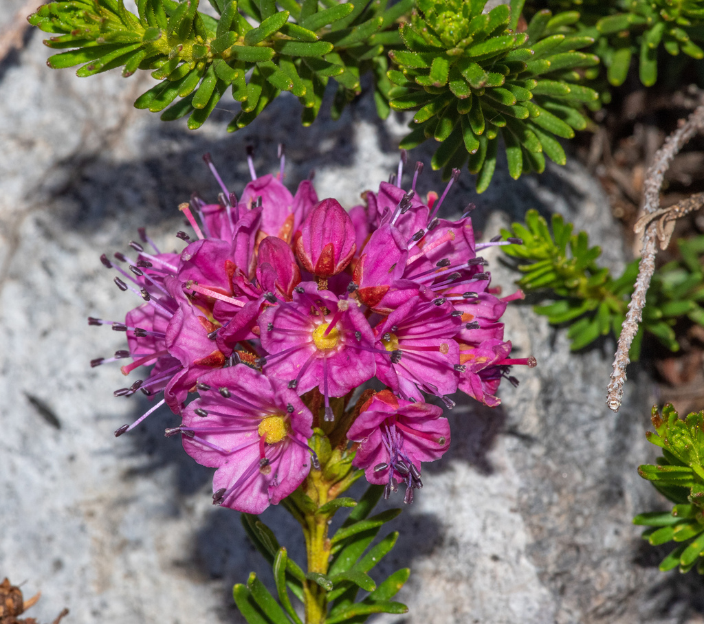 Phyllodoce breweri (Brewer's mountain heather), native California shrub